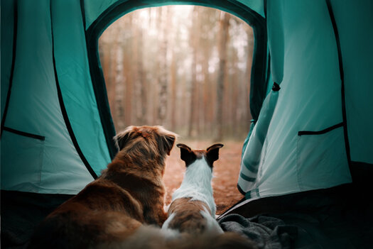 Zwei Hunde in einem Zelt
