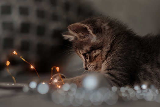 New Year’s Eve with your cat