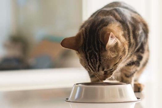 Was dürfen Katzen nicht fressen?
