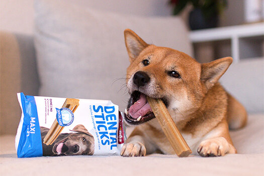 Hund mit Dental Sticks