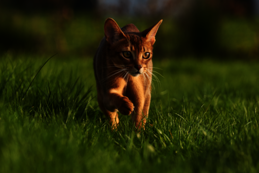Abessinier Katze läuft durch Gras