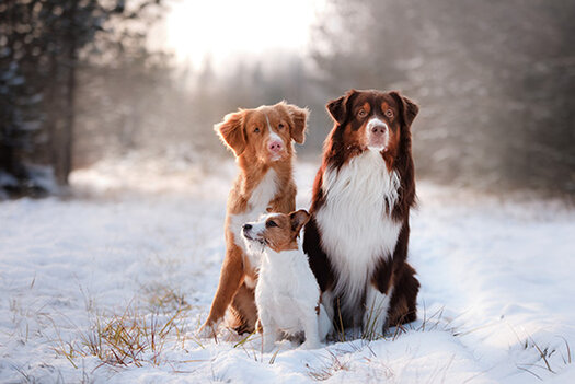 Drei Hunde im Schnee