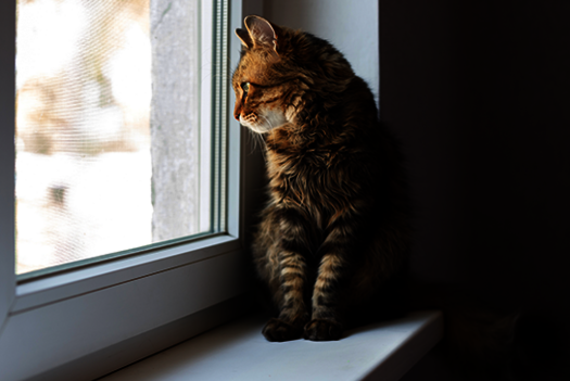 Katze schaut aus dem Fenster