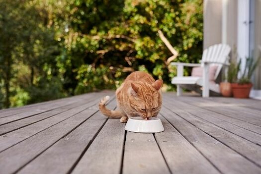 Dry or wet food – what should I feed my cat?