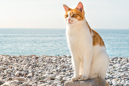 Taking your cat with you on holiday