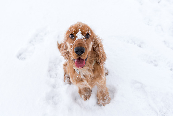[Translate to EN:] Hund im Schnee
