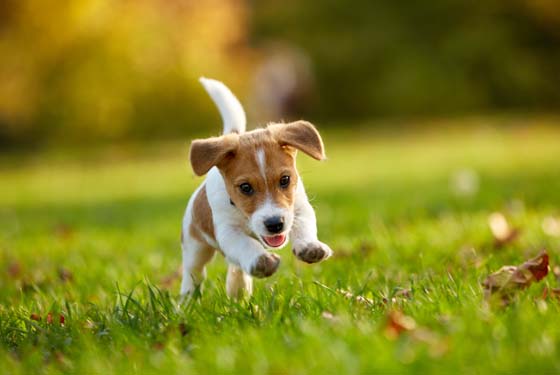 Puppy runs on a meadow