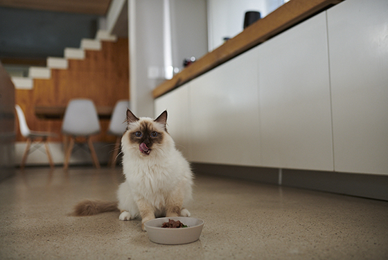 Cat sitting on the floor in front of a bowl of food