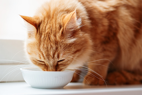 Katze frisst aus einem Napf