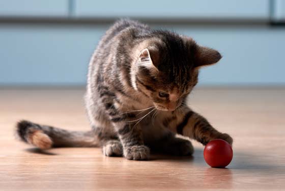 Kitten spielt mit Ball