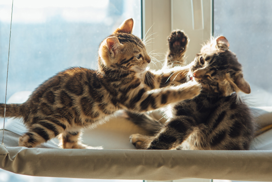 Zwei kleine Katzen kämpfen