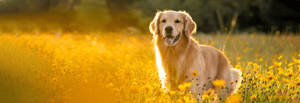 hund-auf-einer-wiese-hundemagazin-titleimage-1600x550