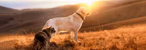hund-und-katze-auf-einer-wiese-magazin-titleimage-1600x550