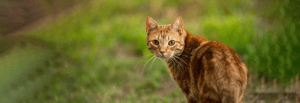katze-auf-einer-wiese-katzenmagazin-titleimage-1600x550