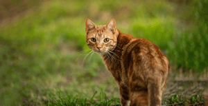 katze-auf-einer-wiese-katzenmagazin-titleimage-767x395