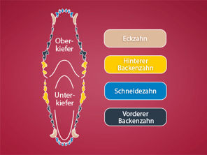 abbildung-hundegebiss-magazin-zahnpflege-hund-contentimage-560x375
