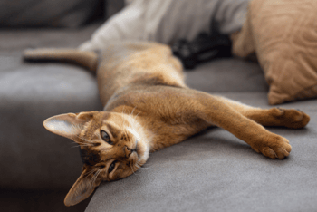 abessinier-katze-liegt-auf-dem-sofa-magazin-abessinier-contentimage-560x375