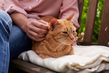 animonda-katze-gutes-katzenfutter-lebensphase