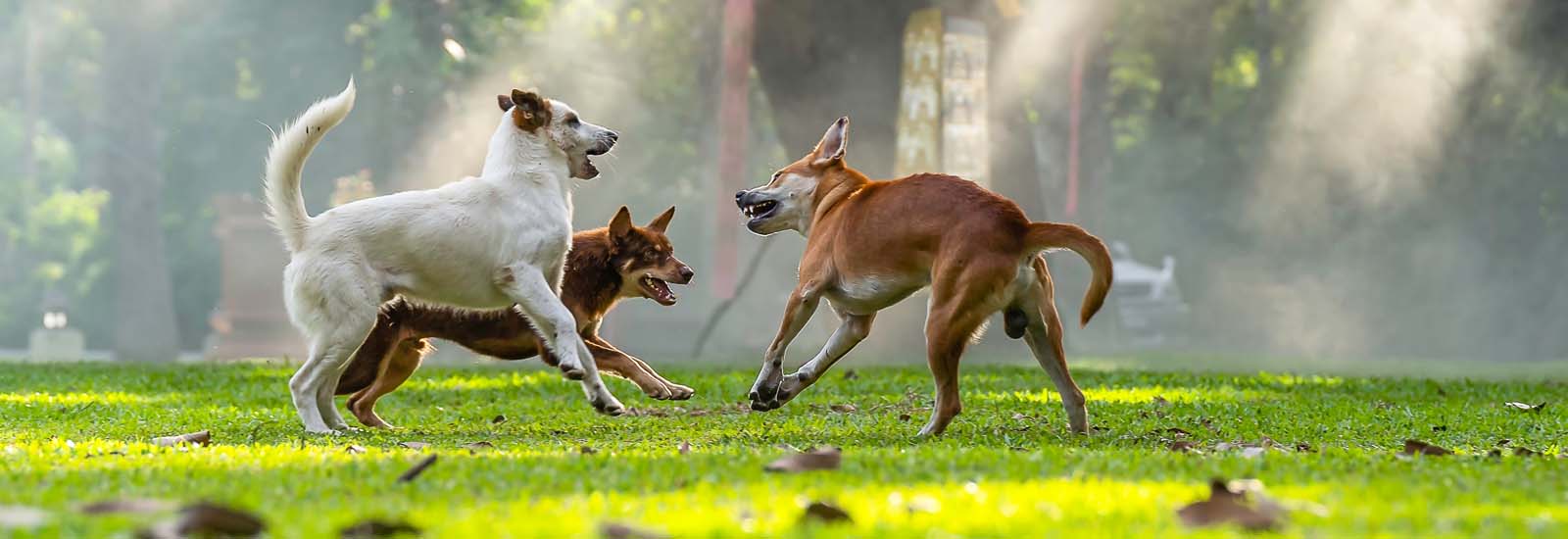 drei-hunde-streiten-sich-magazin-hund-ist-aggressiv-contentimage-1600x550