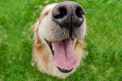 hund-auf-einer-wiese-magazin-die-hundenase-contentimage-560x375px