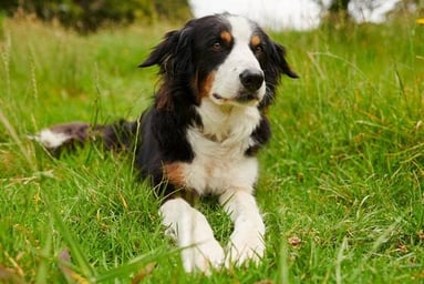 hund-auf-einer-wiese-magazin-impfungen-fuer-den-hund-contentimage-560x375