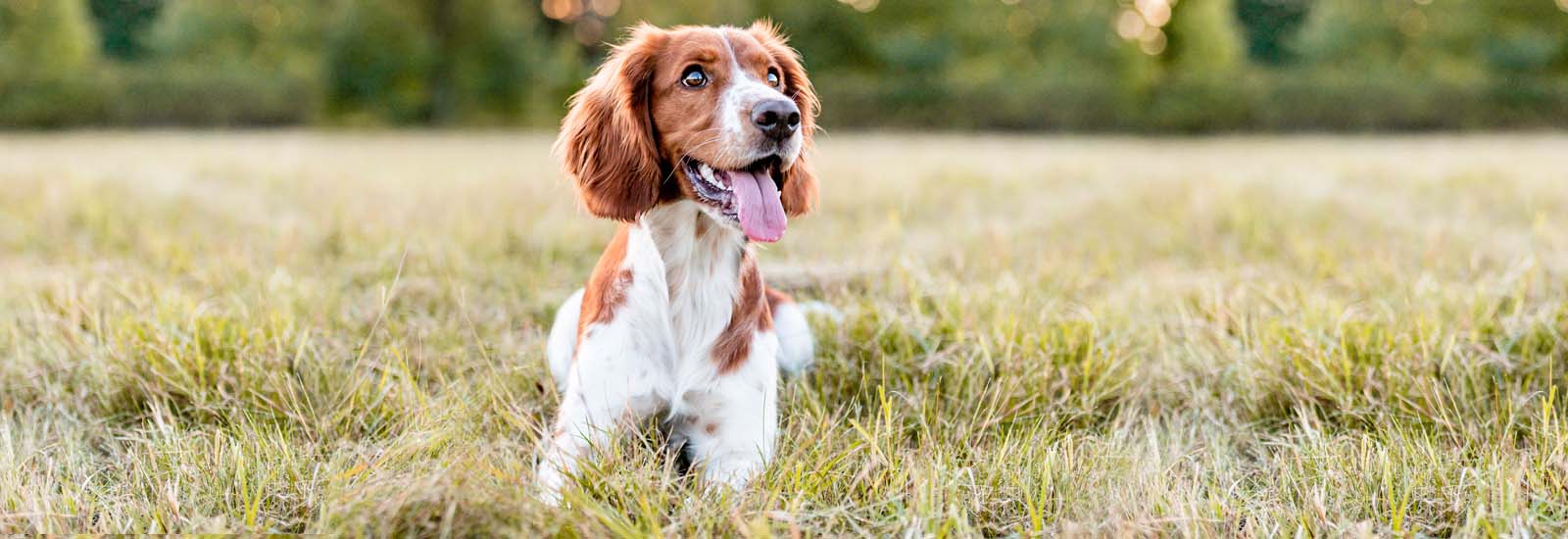 hund-auf-einer-wiese-magazin-rueckenschmerzen-beim-hund-titleimage-1600x550