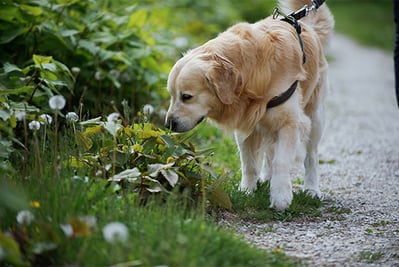 hund-beim-sparziergang-magazin-insektenstich-hund-contentimage-560x375