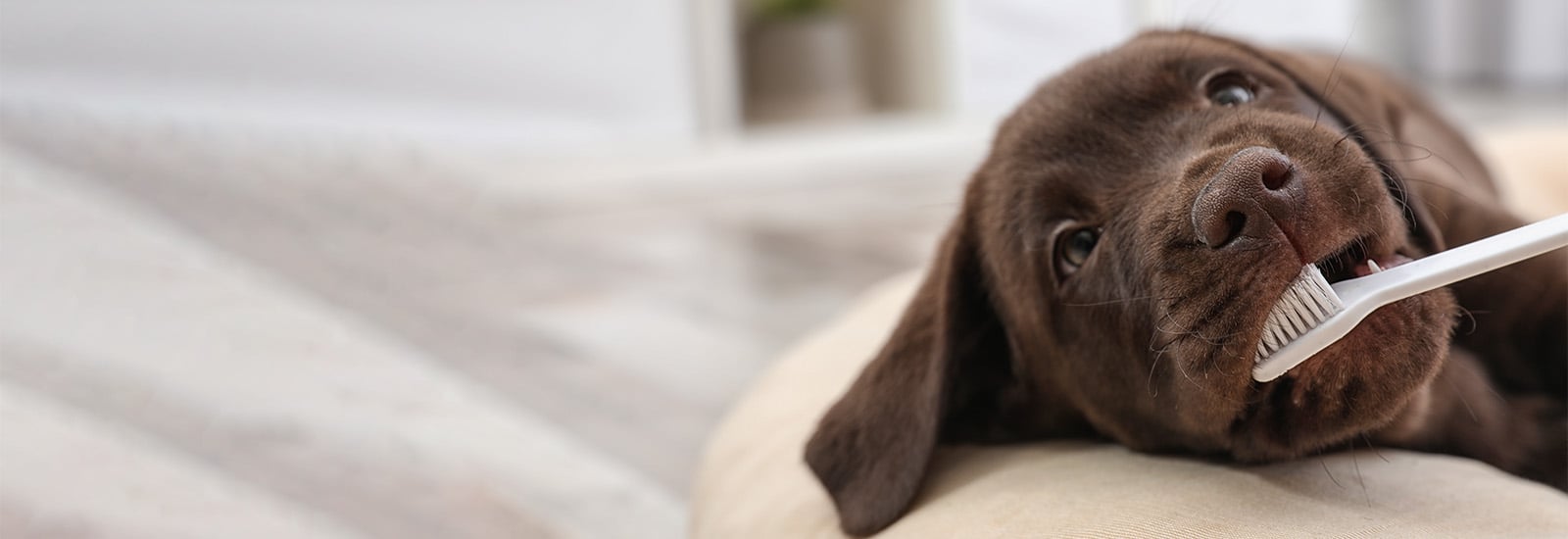 hund-beim-zaehne-putzen-magazin-zahnpflege-hund-contentimage-1600x550