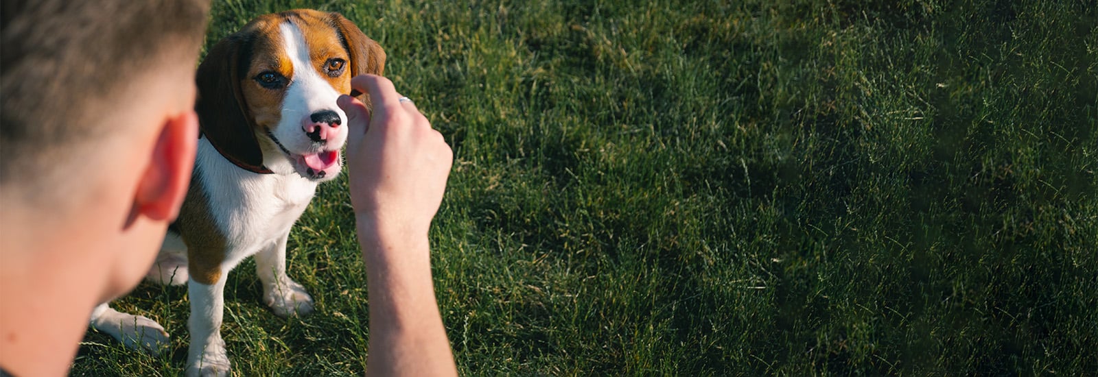 hund-bekommt-leckerli-magazin-beschaeftigung-fuer-den-hund-contentimage-1600x550