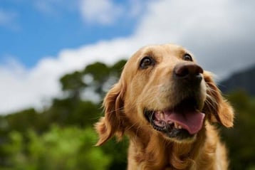 hund-draussen-magazin-gutes-hundefutter-contentimage-560x375