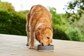 hund-frisst-draussen-magazin-hunde-richtig-fuettern-contentimage-560x375