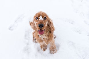hund-im-schnee-magazin-erkaeltung-hund-contentimage-560x375