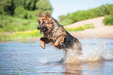 hund-im-wasser-magazin-hundestraende-contentimage-560x375