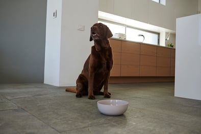 hund-in-der-kueche-magazin-ausschlussdiaet-beim-hund-contentimage-560x375