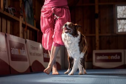 hund-laeuft-neben-dem-bein-magazin-dogdancing-contentimage-560x375