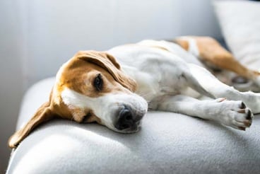 hund-liegt-auf-dem-sofa-magazin-vergiftung-beim-hund-contentimage-560x375