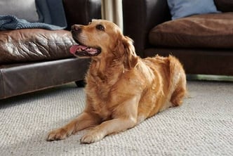 hund-liegt-auf-einem-teppich-magazin-fellwechsel-beim-hund-contentimage-560x375