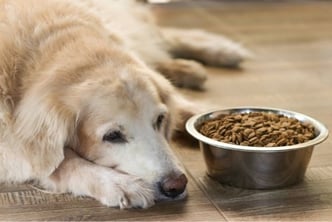 hund-liegt-vor-dem-futternapf-magazin-ausschlussdiaet-beim-hund-contentimage-560x375