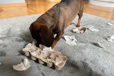 hund-mit-intelligenzspielzeug-magazin-beschaeftigung-fuer-den-hund-contentimage-560x375