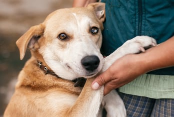 hund-pfote-magazin-hundeohren-contentimage-560x375