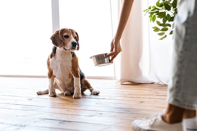 hund-sitzt-vor-einem-napf-magazin-hund-trinkt-wenig-contentimage-560x375