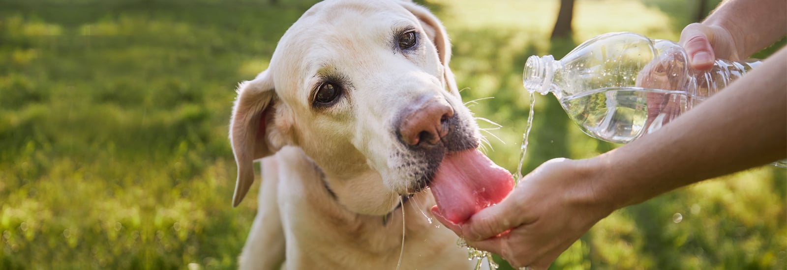 hund-trinkt-aus-wasserflasche-magazin-hund-trinkt-wenig-contentimage-1600x550px