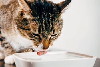 katze-am-wassernapf-magazin-nierenprobleme-contentimage-560x375