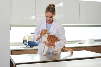 katze-beim-tierarzt-katze-harnsteine-contentimage-560x375