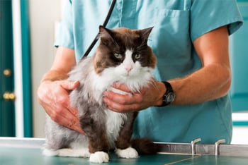 katze-beim-tierarzt-magazin-blutdruck-bei-der-katze-contentimage-560x375