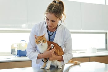 katze-beim-tierarzt-magazin-nierenprobleme-contentimage-560x375