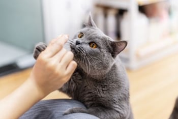 katze-bekommt-leckerli-magazin-trocken-oder-nassfutter-contentimage-560-375