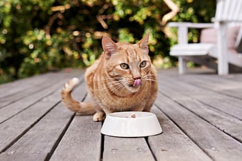 katze-frisst-draussen-magazin-katzen-richtig-fuettern-contentimage-560x375