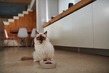 katze-frisst-trockenfutter-magazin-katze-alleine-lassen-contentimage-560x375