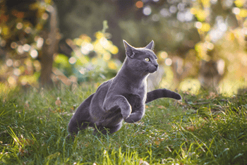 katze-im-gras-magazin-russisch-blau-contentimage-560x375